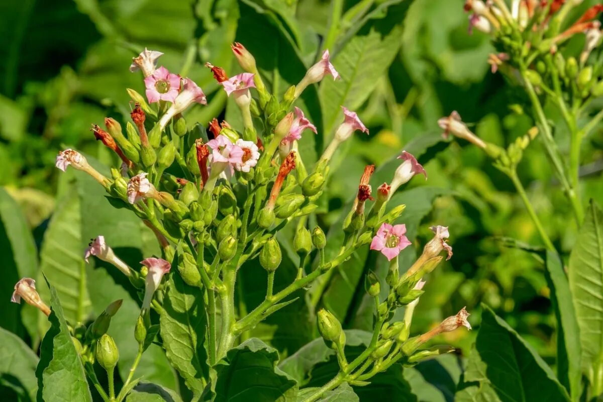 Растение Nicotiana tabacum. Табак махорка (Nicotiana Rustica l.). Табак соцветие. Махорка цветок.