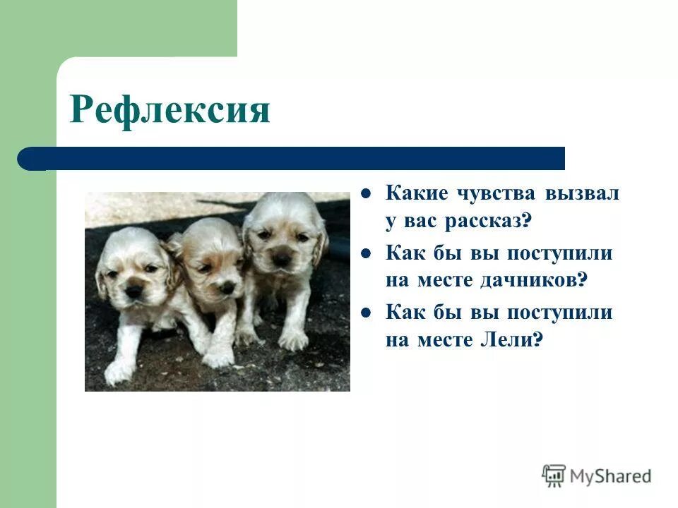 Тест по кусаке 7. Продолжение рассказа кусака. Темы сочинений по рассказу кусака. "Какие чувства вызывает рассказ и его герои?"юшка. Урок по по теме кусака Андреева.