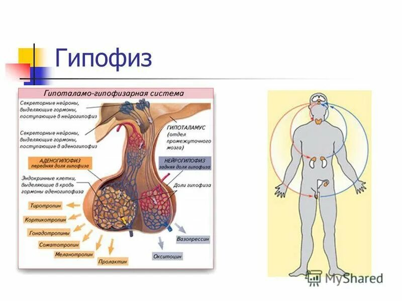 Артерии гипофиза. Гипоталамо-гипофизарная система гистология. Анатомия и физиология гипофиза. Гипофиз гистология препарат. Чудесная капиллярная сеть гипофиза.