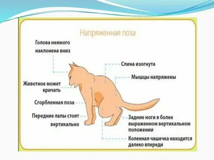 У кошек тромбоэмболия задних конечностей