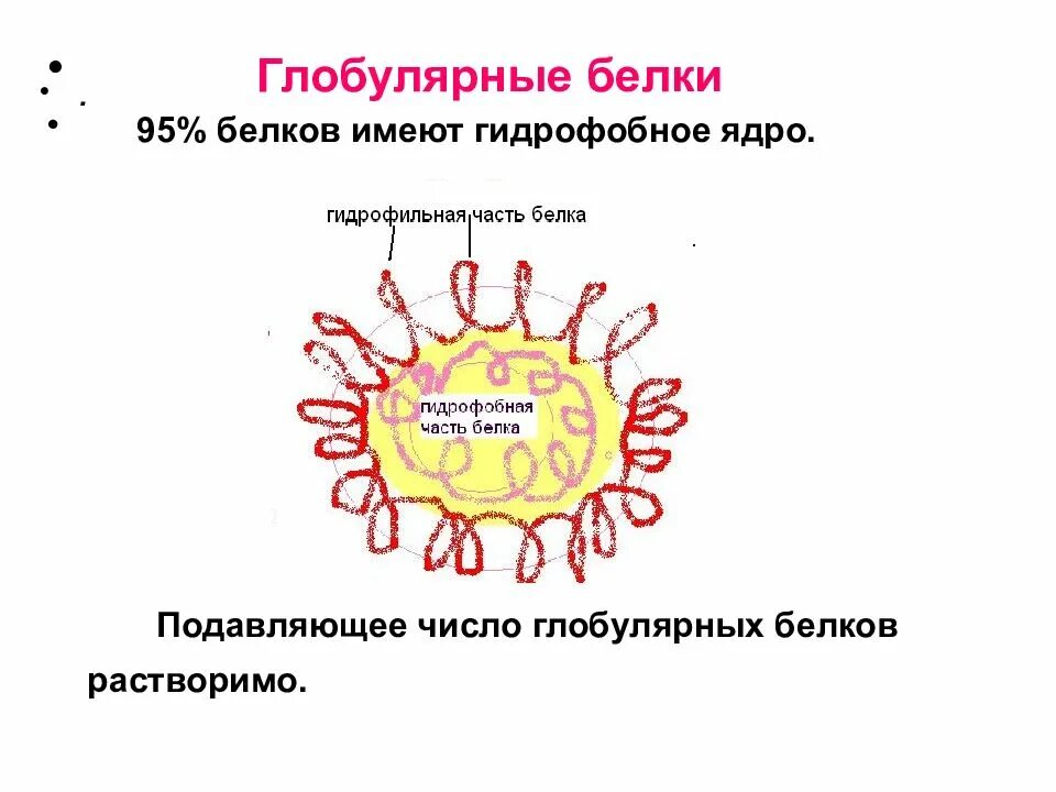 Что происходит в ядре белка. Глобулярные белки белки. глобулярный белок гидрофобные. глобулярный белок функции. гидрофобное ядро белка.