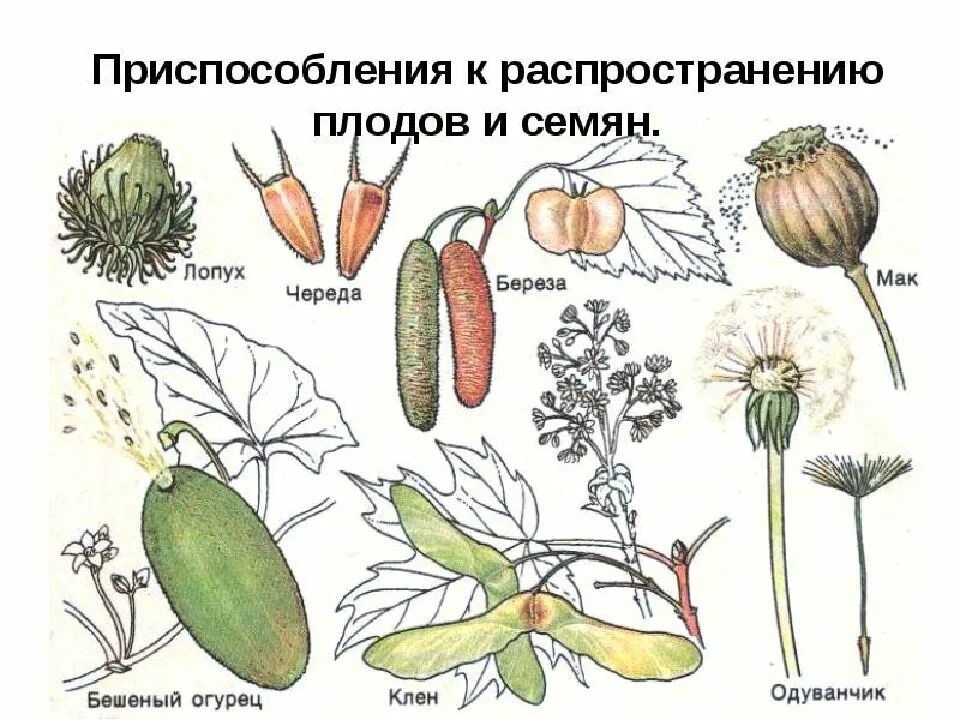 Распространение плодов и семян примеры. Распространение плодов и семян. приспособления к распространению плодов и семян. приспособления для распространения плодов. приспособления семнни к распространени.