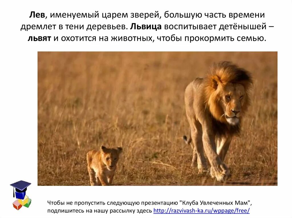 Воспитание Льва. Как львы воспитывают детей. Львица картинка для презентации с описанием. Как животные воспитывают потомство 2 класс. Воспитана львом