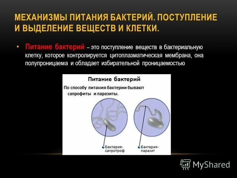 Типы и механизмы питания бактерий. Типы и механизмы питания бактерий. Механизмы питания бактерий. Типы и механизмы питания бактерий. Типы и механизм питания микроорганизмов.