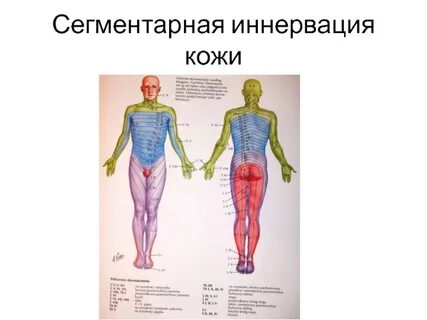 Что такое иннервация