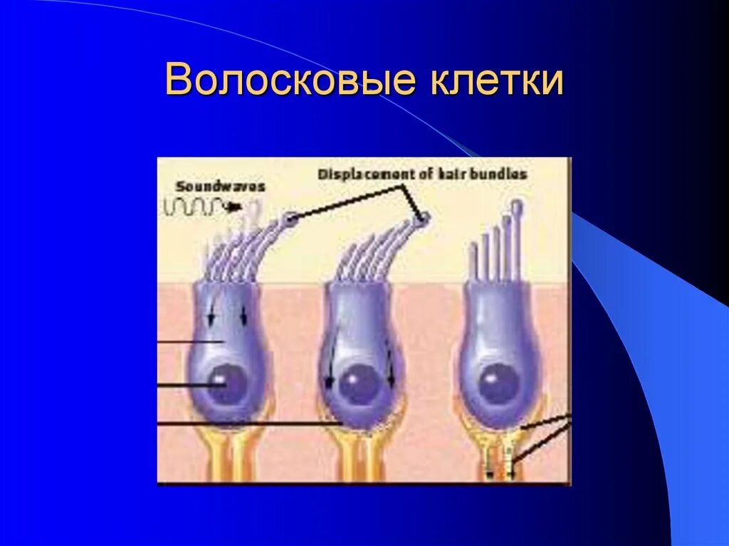 Слуховой анализатор волосковые клетки. Волосковые клетки анализатор. Волосковая клетка внутреннего уха строение. Волосковые клетки в рецепторах.