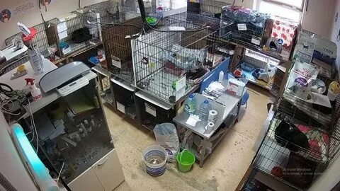Камера приюта кошек
