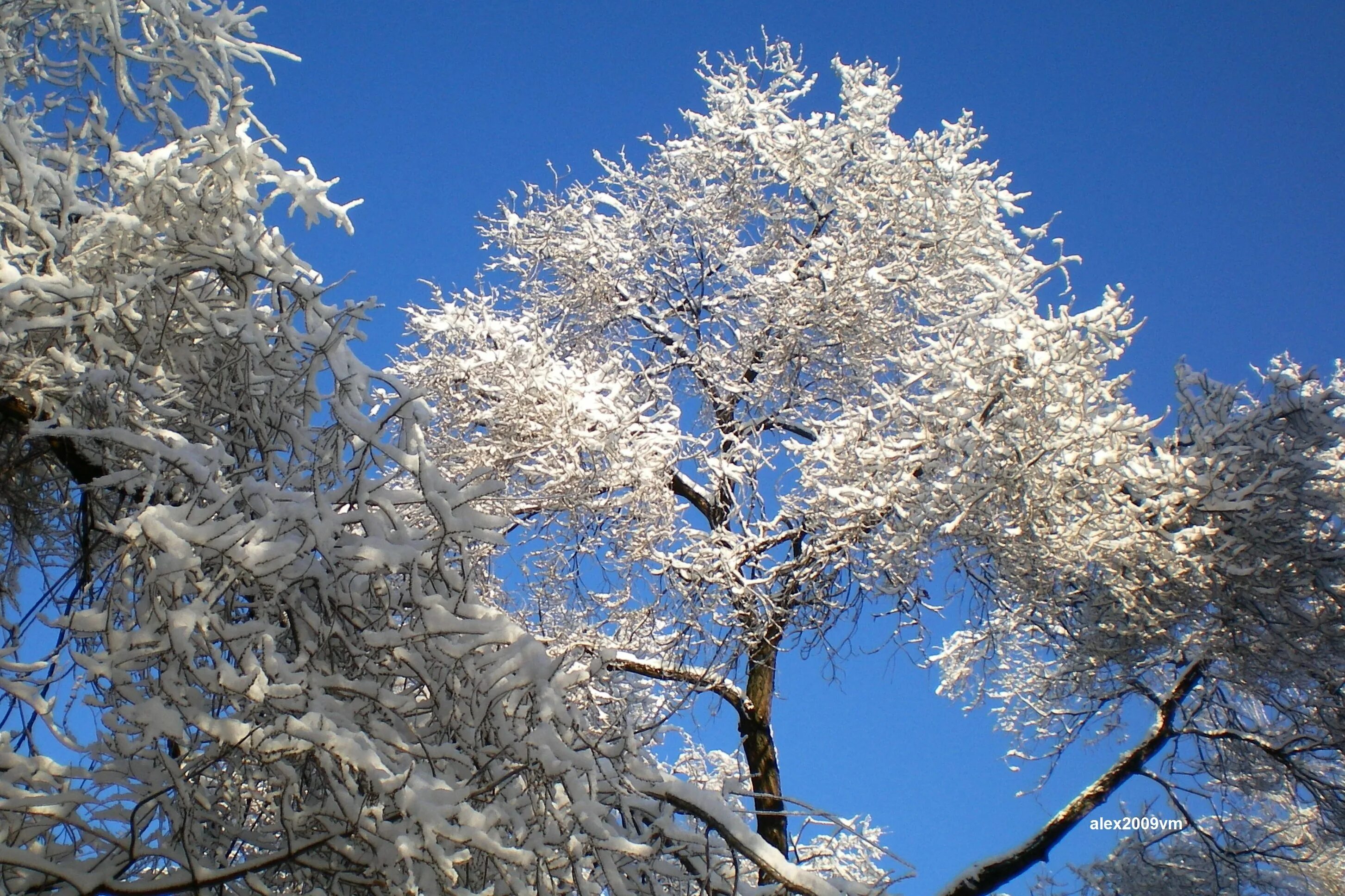 Зимняя ветка. Заснеженные деревья. Иней покрыл деревья. Снег белел на деревьях. Снег белел на деревьях.