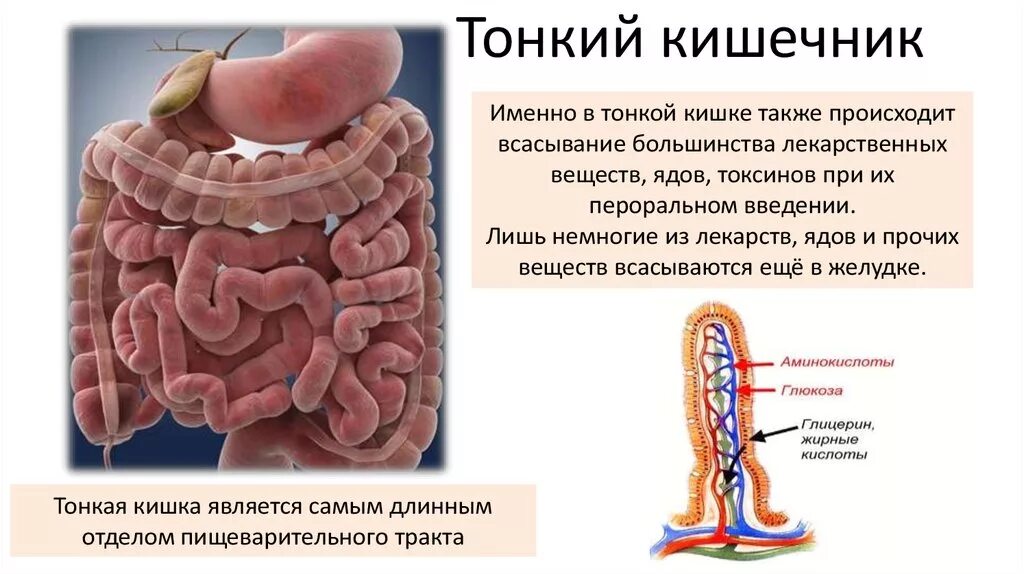 Тонкий кишечник тест. Функции тонкой кишки анатомия. Тонкий кишечник строение и функции анатомия. Тонкая кишка отделы строение функции. Тонкая кишка анатомия строение.