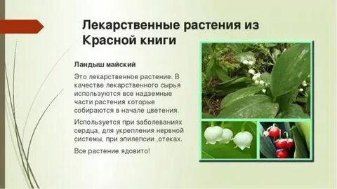 Лекарственное растение 8