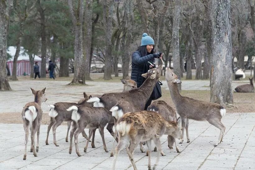 Оленья город. Оленья город. Памятник оленю чита. Олень в городе. Оленья город.