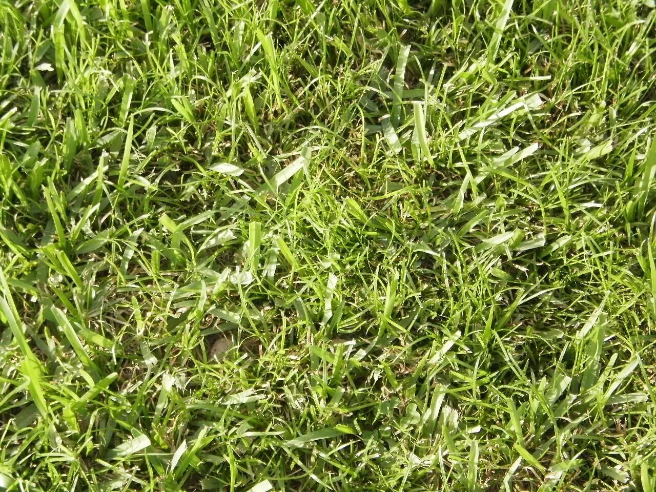 Газонная трава вытесняющая сорняки. Спорыш газон. Спорыш лужайка. Сорняки на газонной траве. Сорняковый газон.