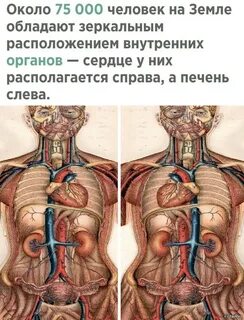 Зеркальные органы