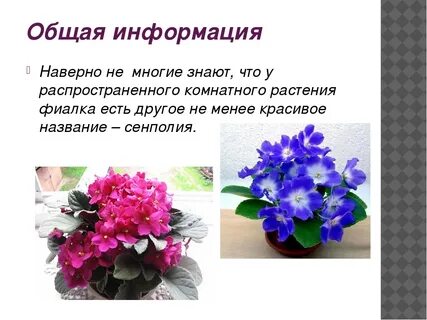 Цвет фиалки и сирени лексическое значение