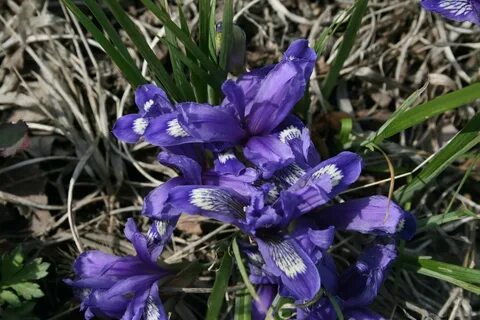 Кукушкины слезки фото и описание