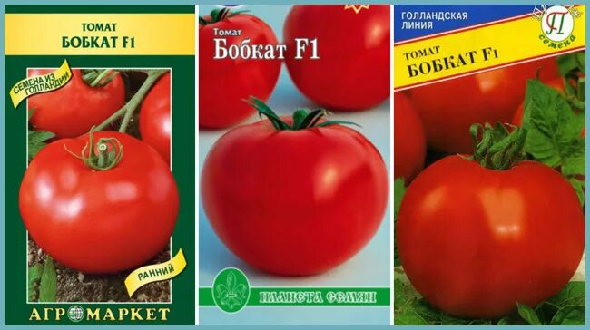 Томат Бобкат: описание сорта, характеристика