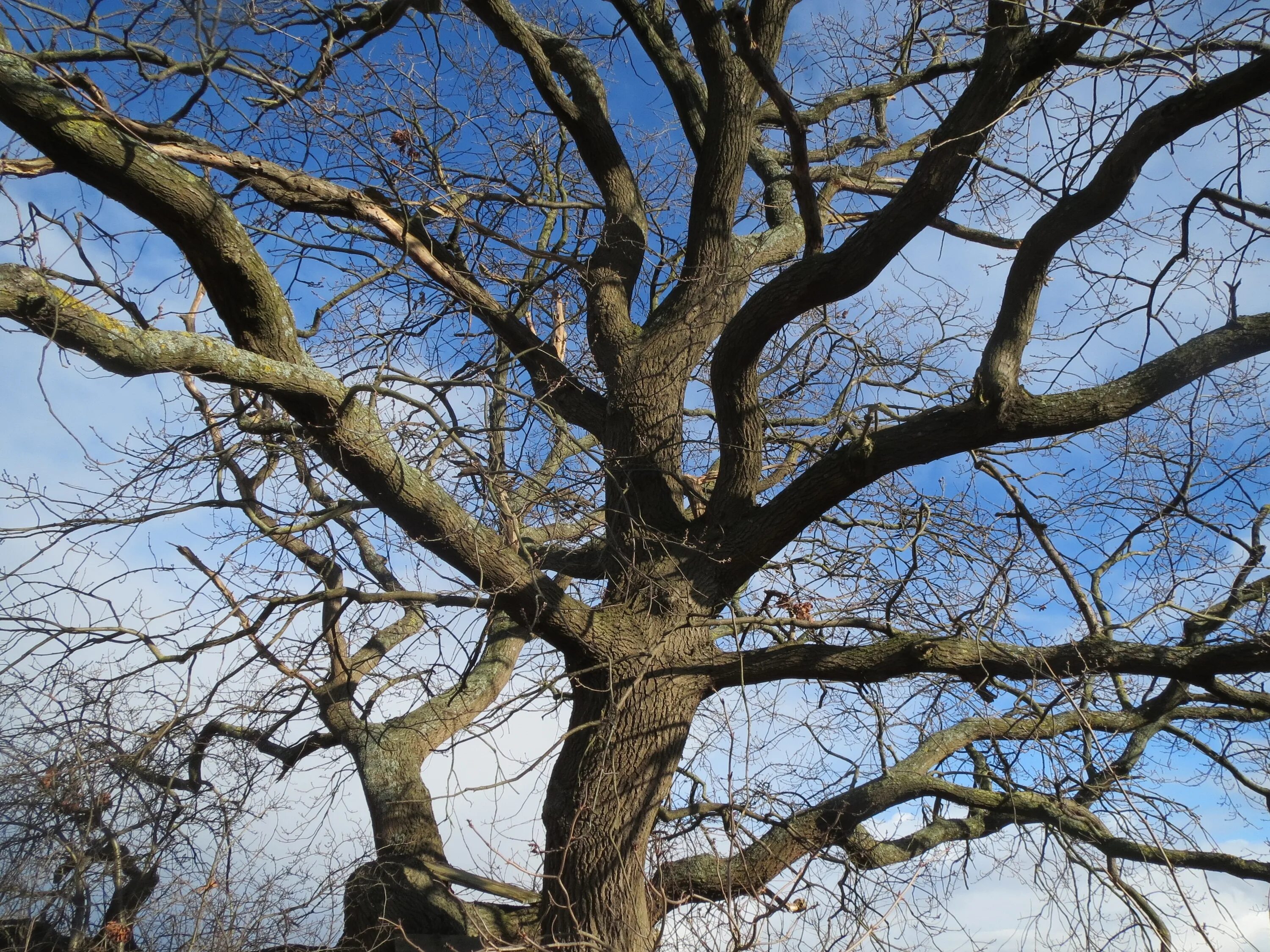 Толстая ветка дерева. Дуб черешчатый ствол. Французский дуб Quercus Robur. Дуб черешчатый ветка. Дуб черешчатый крона снизу вверх.