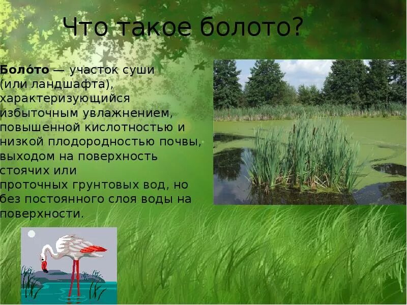 Рассказ о болоте. Болото презентация. Болота доклад. Презентация на тему болота. Доклад про болото.