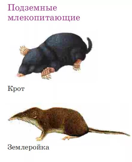 Приспособления подземных млекопитающих