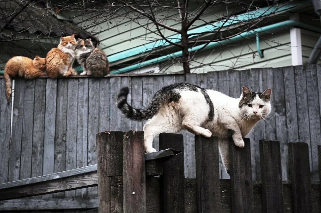 Жизнь кошечек. Деревенский кот. Деревенская кошка. Коты в деревне. Жизнь кошек.
