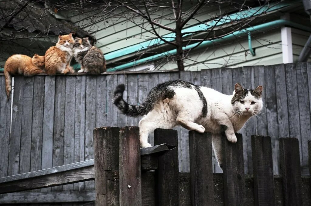 Жизнь кошечек. Деревенский кот. деревенская кошка. коты в деревне. жизнь кошек.