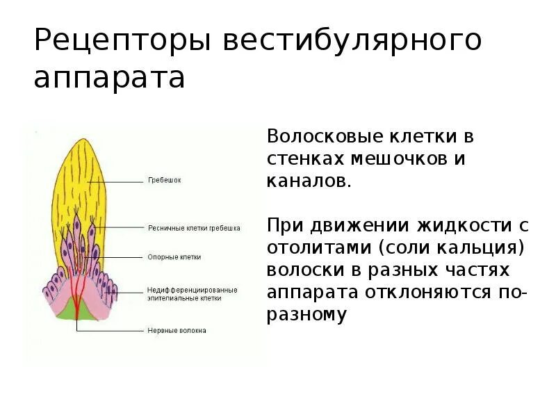 Мышечное чувство находится. Характеристика рецепторов вестибулярного аппарата. Рецептор вестибулярного аппарата анализатора. Расположение рецепторов вестибулярного анализатора. Строение рецепторного аппарата вестибулярного анализатора.