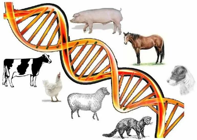 Селекции домашних животных. Геномная селекция свиней. Геномная селекция в животноводстве. Селекция сельскохозяйственных животных. Генная инженерия в животноводстве.