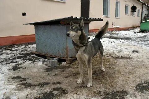 Ветеринары уральские