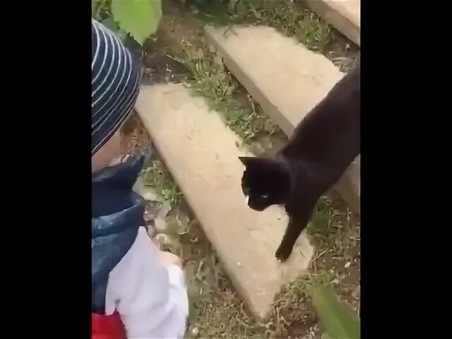 Мем как дела у кошечки. Спроси у кошечки как у неё дела она сказала. Как у кошечки дела. Как дела у кошечки она сказала заебись. Спроси как у кошечки дела видео.