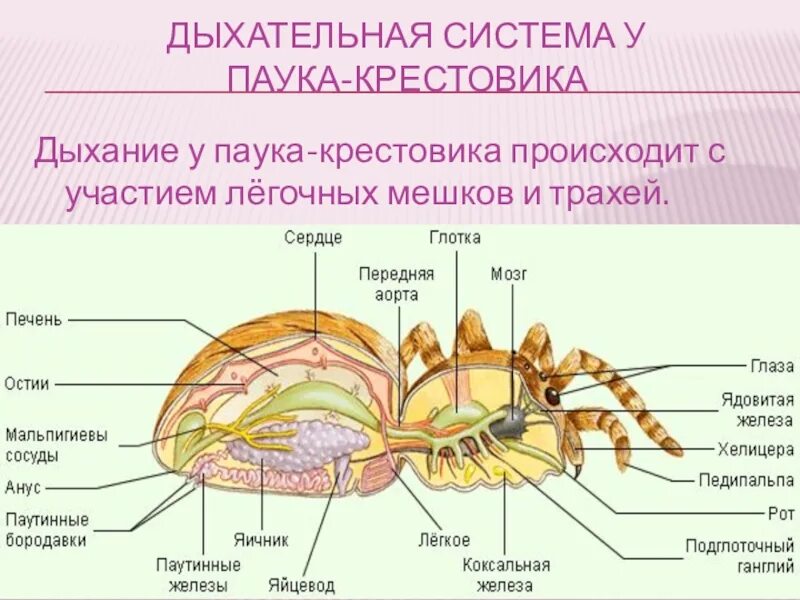 Органы дыхания паука крестовика