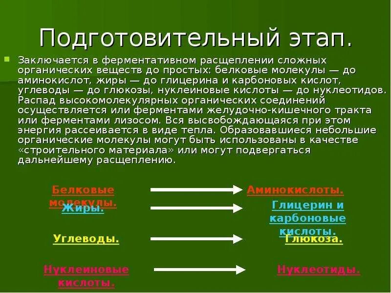 В подготовительном этапе жиры расщепляются до. На что расщепляются нуклеиновые кислоты. Продукт расщепления нуклеиновых кислот. Подготовительный этап белков