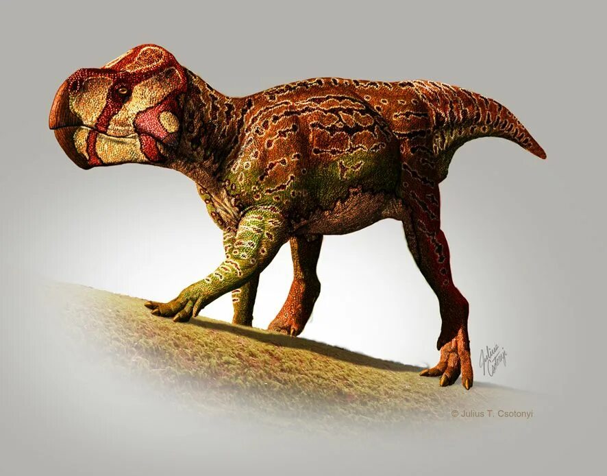 Gryphoceratops Morrisoni. Julius t Csotonyi. Редкие динозавры. Самые редкие динозавры.