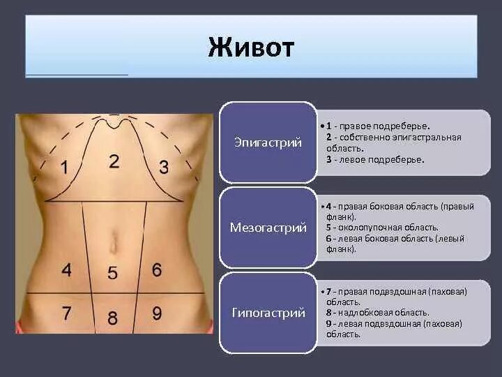 Неприятное ощущение в верхней части живота это. Боль в области эпигастрия. Области живота. Эпигогостральная область. Эпигастральная область живота.