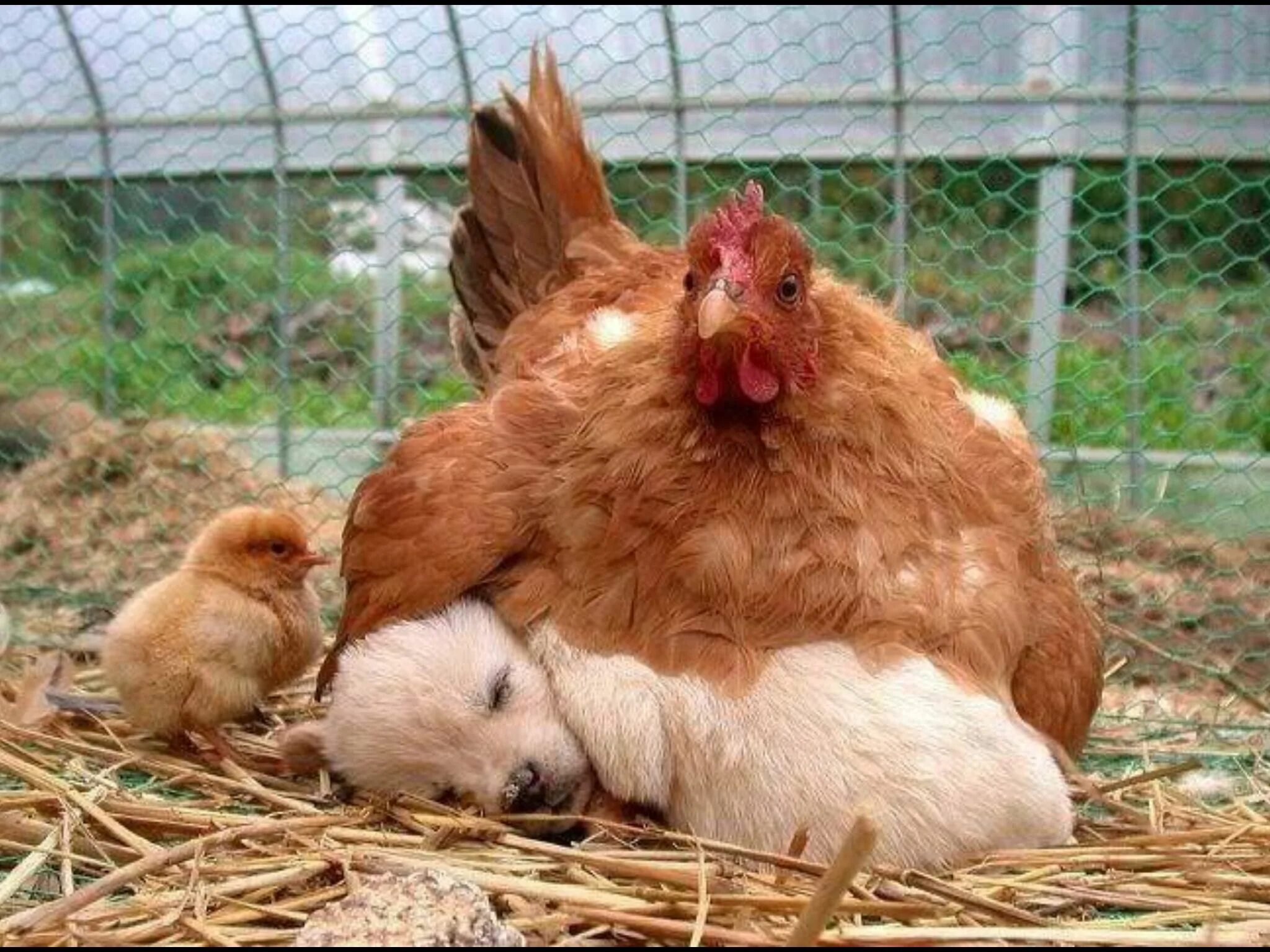 Картинки животные курицы Pin by Kris Constance on Kris Animals, Rooster