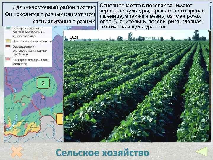 Третье место по площади занимали посевы. Структура рынка зерна в россии. Карта распаханности земель россии. Площади посева льна-долгунца в россии по субъектам рф. Посевные площади трансгенных культур в мире.