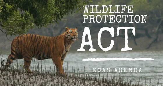 Protecting wildlife. Монголия 500 тугриков 2006 год собаки серебро 999 31. Монета с лев на реверсе с "пышной" гривой. Protect wildlife. Wildlife protection.