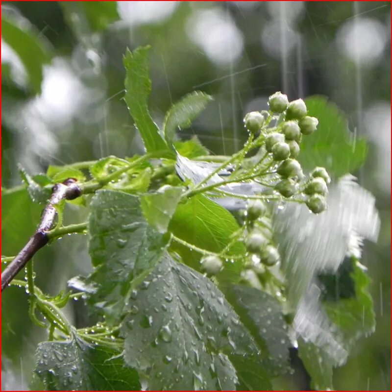 летний дождь. весенний дождь. проливной весенний дождь. прошел короткий майский дождь. дождик весной.
