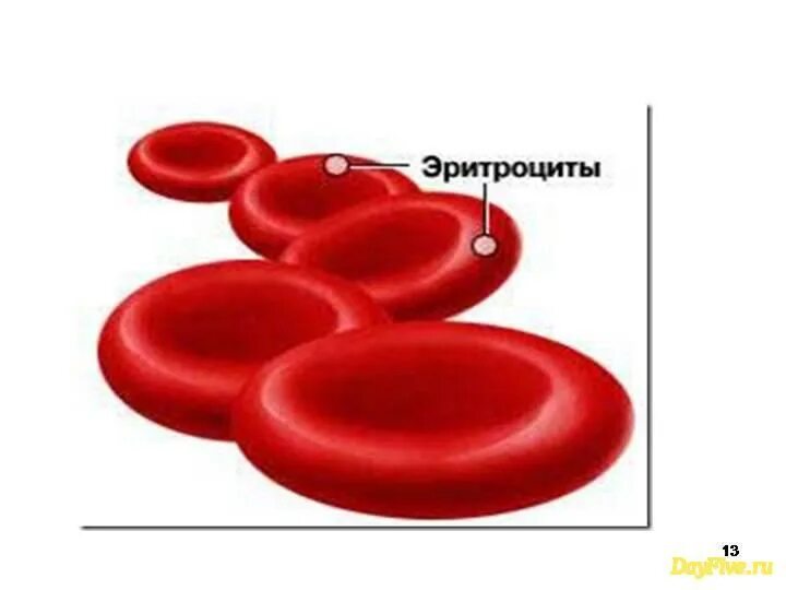 Строение эритроцита человека. Строение эритроцитов человека рисунок. Эритроцит рисунок строение. Зарисуйте эритроцит.