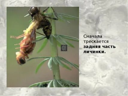 17 сначала