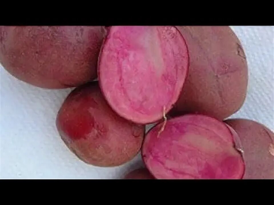 Картофель с розовой мякотью сорта фото Хотите выращивать у себя на участке цветной картофель, но не знаете, какой сорт
