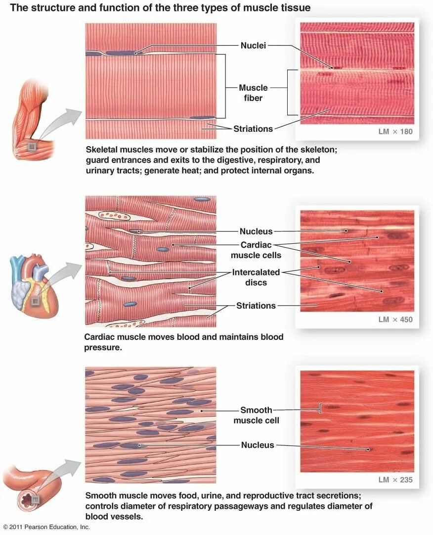 Гладкие мышцы физиология. Striated Cardiac muscle Tissue. Мышечная ткань. Клетки мышечной ткани. Гладкие мышцы.