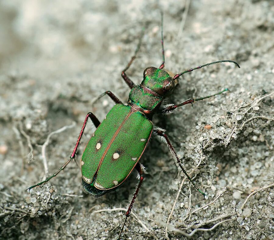 Жук скакун полевой. Жук скакун полевой зеленый. Cicindela Campestris. Полевой скакун личинка.