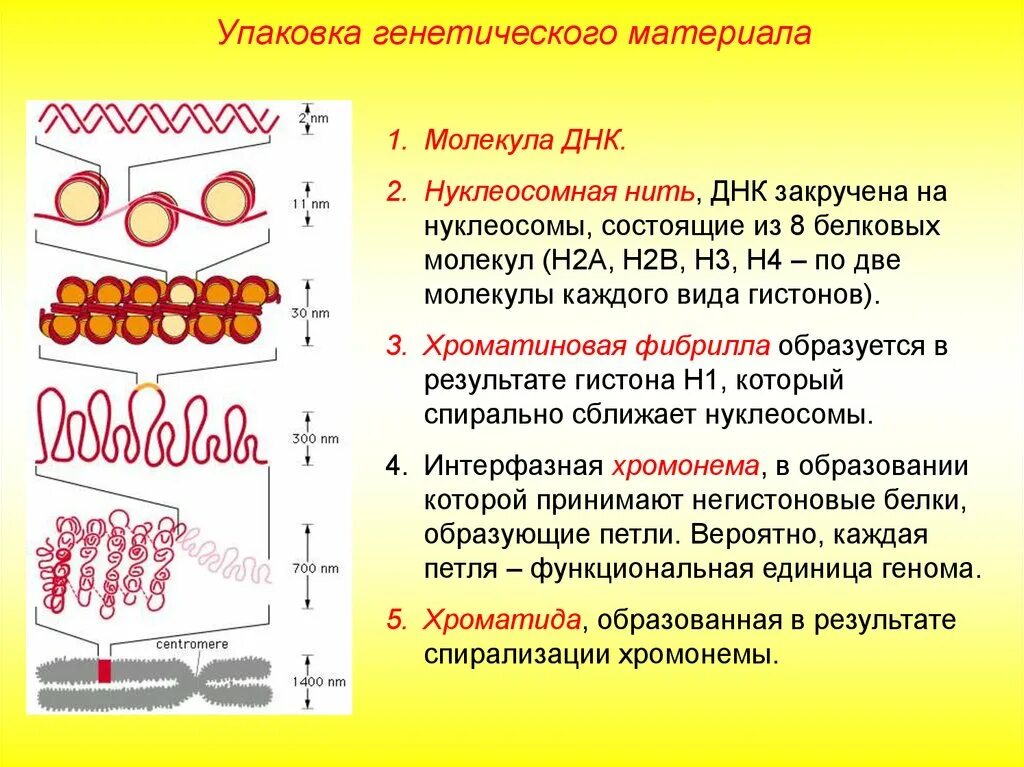 Спирализация молекулы. Соленоидный уровень упаковки генетического материала. Этапы упаковки генетического материала. Нуклеосомный уровень упаковки ДНК. Уровни организации интерфазного хроматина.