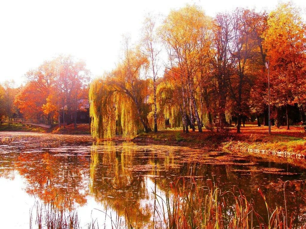 Сентябрь багряной веткой ивы. Осенняя Ива. Ива осенью. Осенняя пора. Золотая осень озеро.