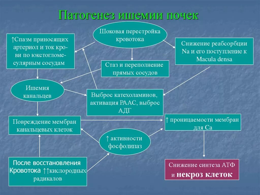 Этиология ишемии. Патогенез ишемии почек. Ишемия этиология и патогенез. Патогенез острой ишемии. Патогенез почки