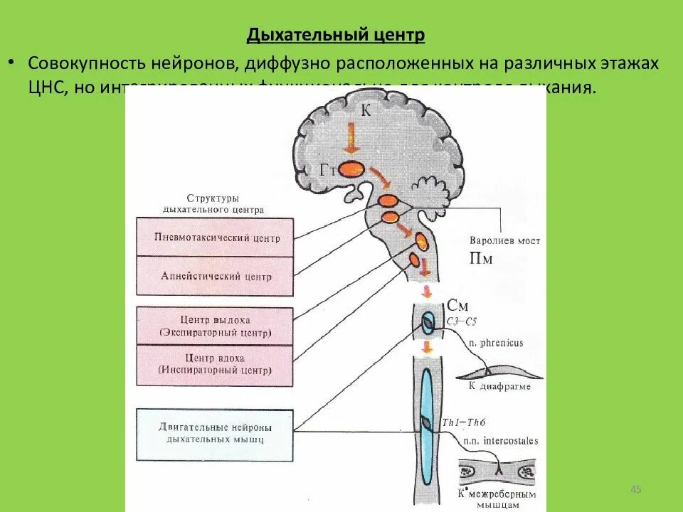 Центр дыхания и сердечно сосудистой деятельности. Дыхательный центр и его структура. Строение дыхательного центра. Схема функциональной организации дыхательного центра. Схема структуры дыхательного центра на разных уровнях ЦНС.