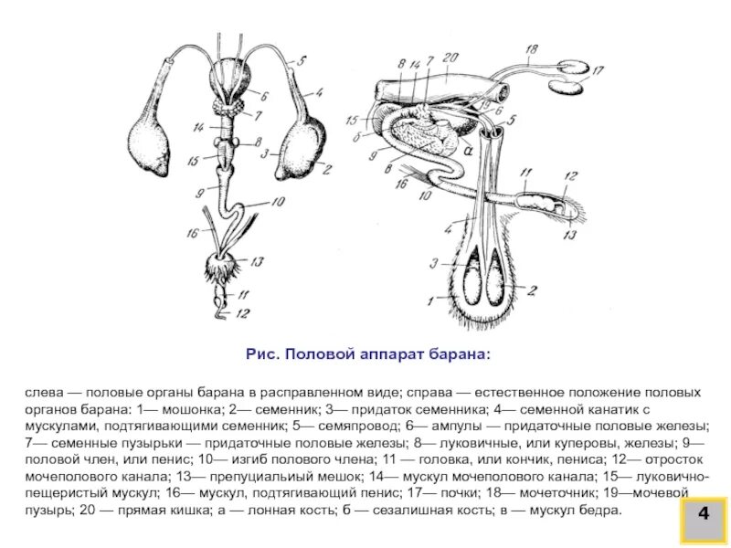 Уроки половой орган. Строение половой системы барана. Органы размножения самок анатомия животных. Строение половых органов барана.