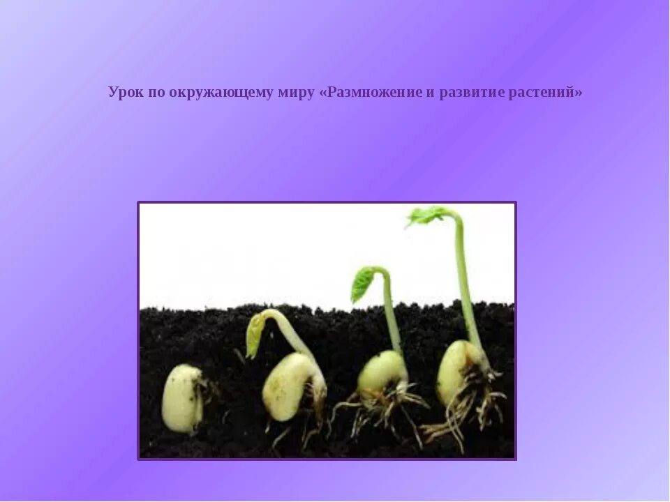 Размножаются и развитие растения. Размножение и развитие растений. Развитие растений 3 класс. Как развивается растение.