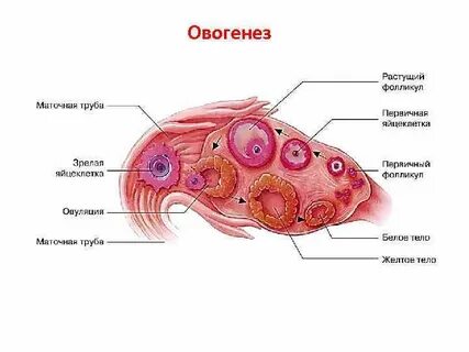 Что такое фолликулы в яичниках
