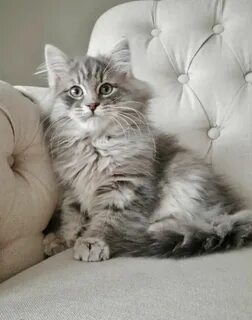 Кошка кот котенок сибирская